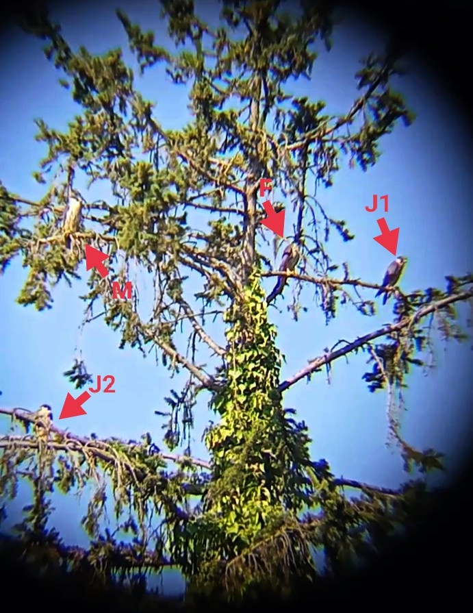 Eurasian Hobby - ML622199291