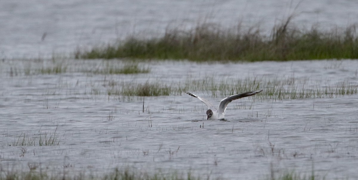 Black-headed Gull - ML62219931