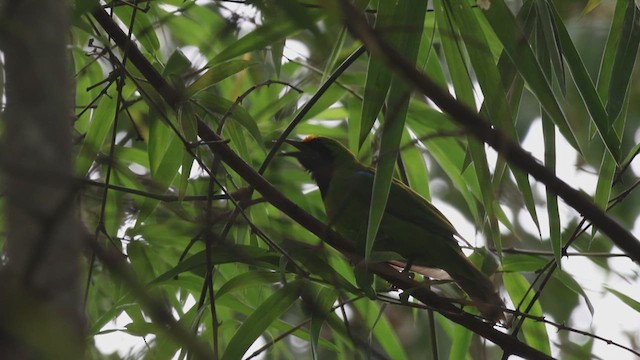 Golden-fronted Leafbird - ML622199312