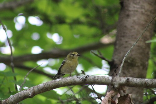 Bay-breasted Warbler - Audrūnas Gricius