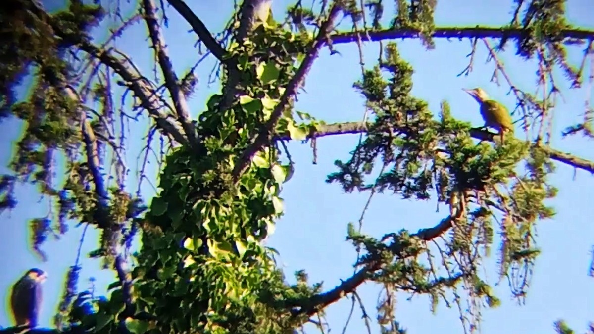 Eurasian Green Woodpecker - ML622199360