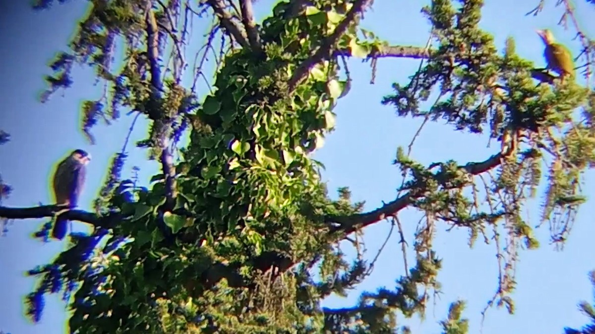 Eurasian Green Woodpecker - ML622199361