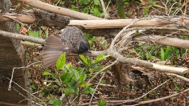 Bulbul à ventre rouge - ML622199406