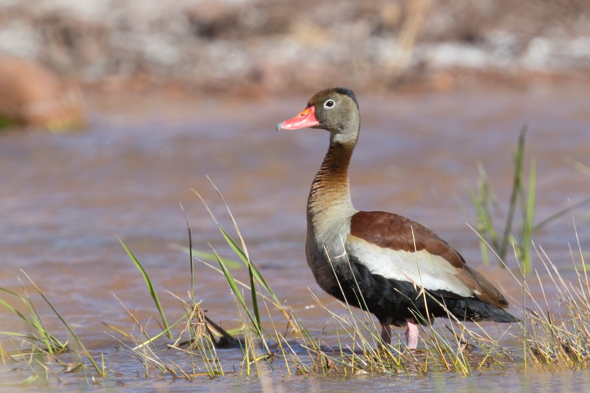 Black-bellied Whistling-Duck - Michel Gutierrez