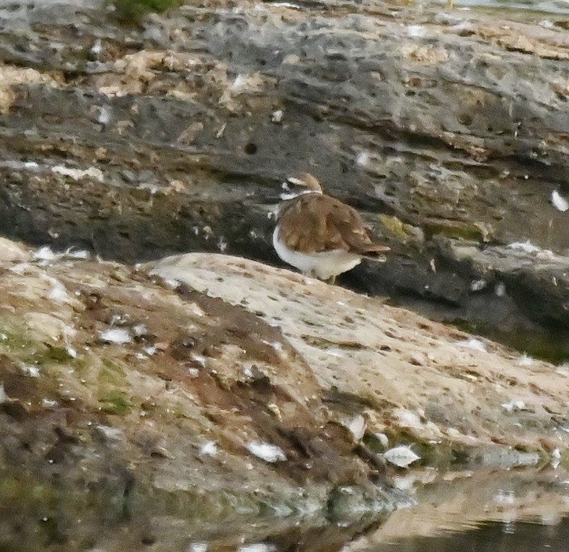 Killdeer - Regis Fortin