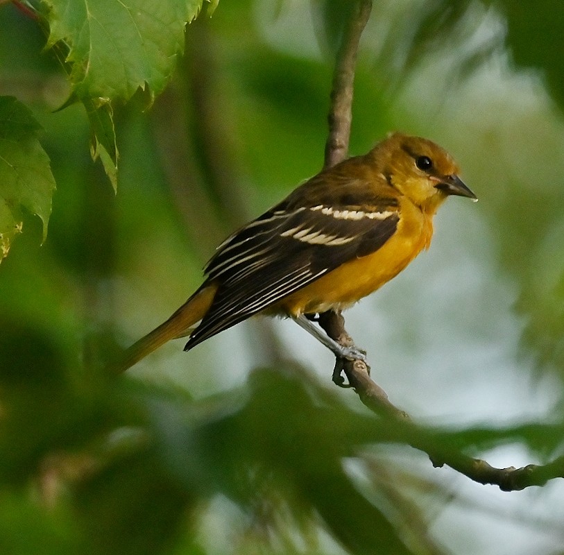 Oriole de Baltimore - ML622199489