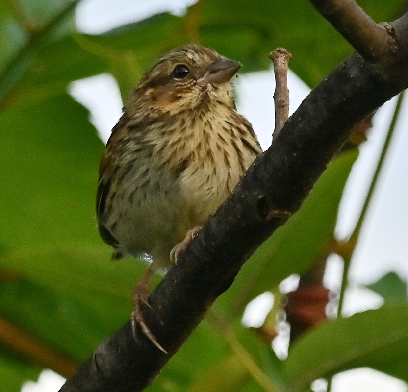 Song Sparrow - ML622199490