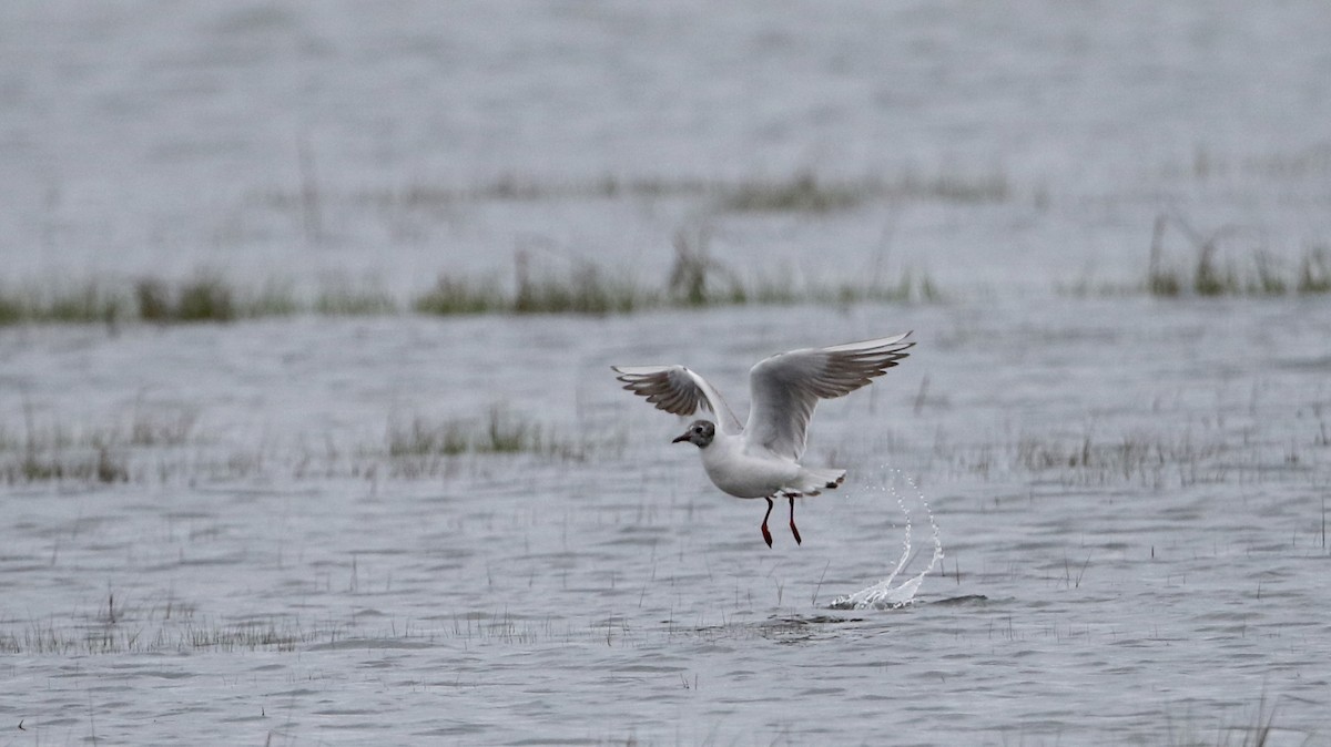 Black-headed Gull - ML62219951