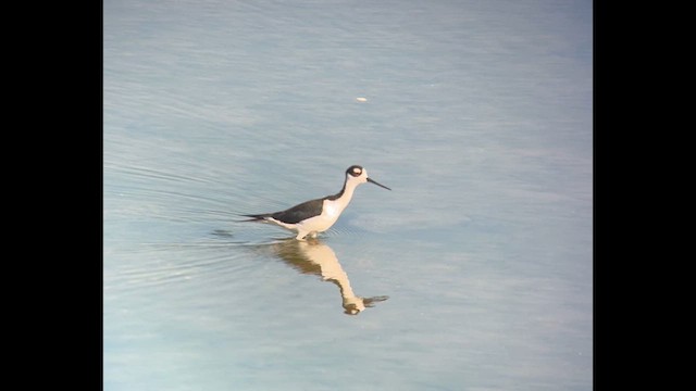 Black-necked Stilt - ML622199541