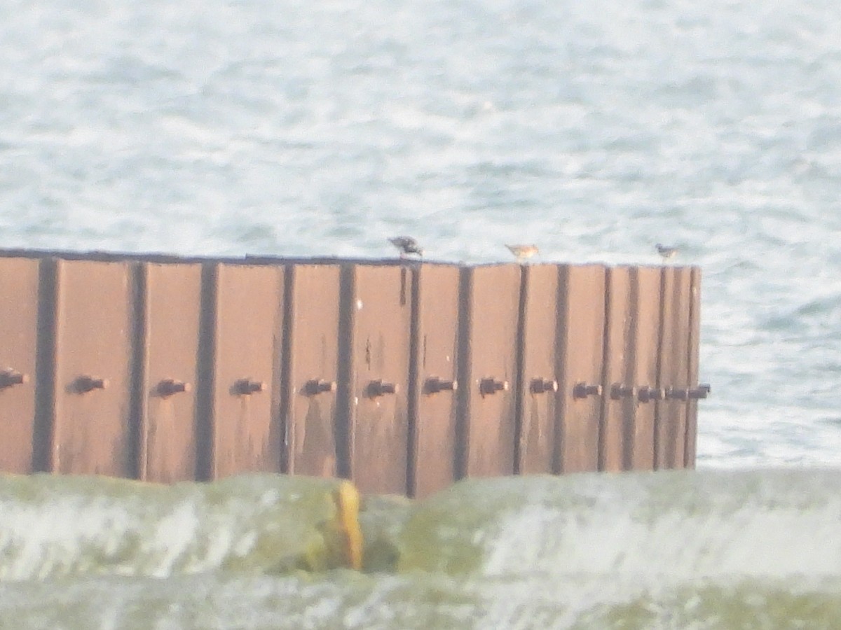 Ruddy Turnstone - ML622199628