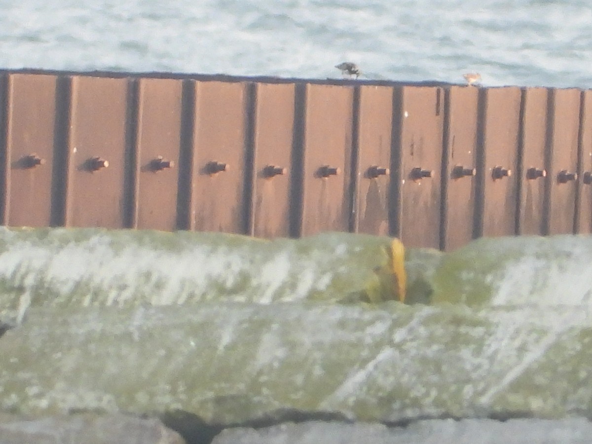 Ruddy Turnstone - ML622199632