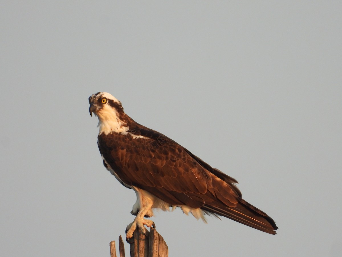 Águila Pescadora - ML622199633