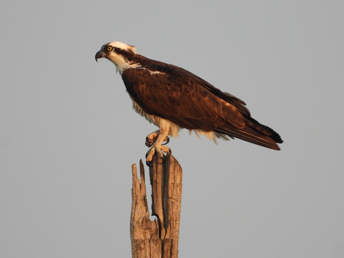 Águila Pescadora - ML622199634