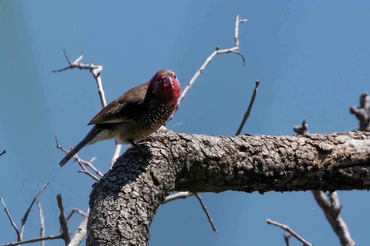 Brown Firefinch - ML622199669