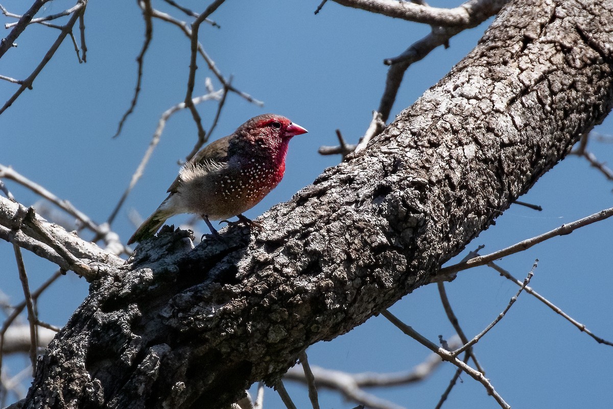 Brown Firefinch - Mike “Champ” Krzychylkiewicz