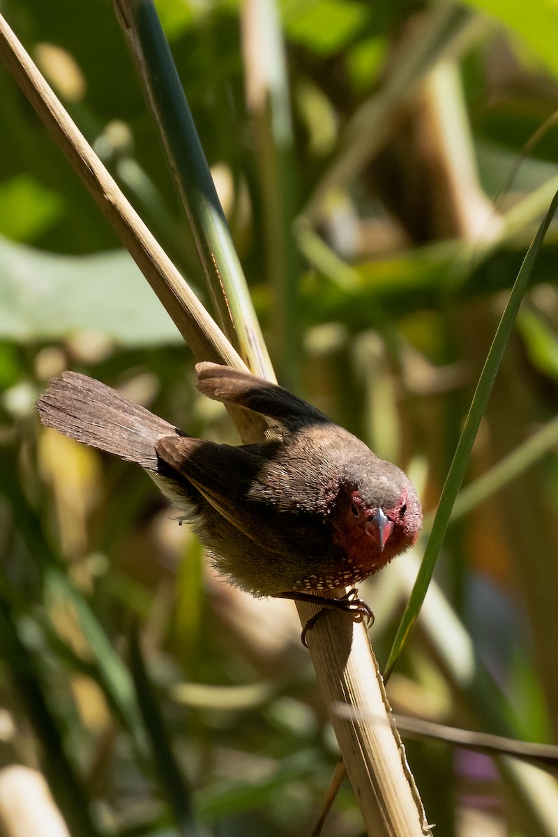 Brown Firefinch - ML622199671