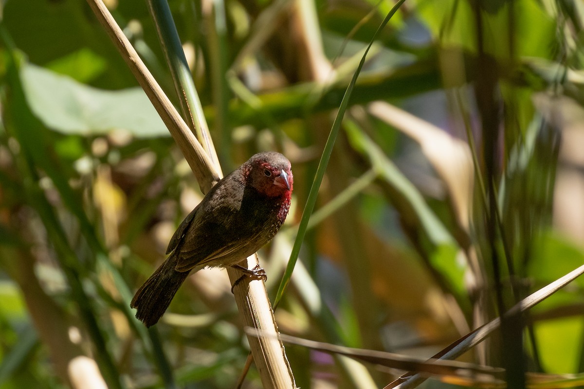 Brown Firefinch - ML622199672