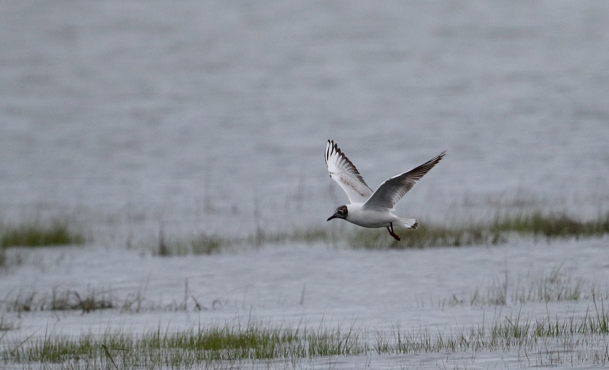 Black-headed Gull - ML62219971