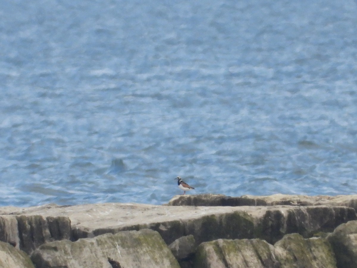 Ruddy Turnstone - ML622199773