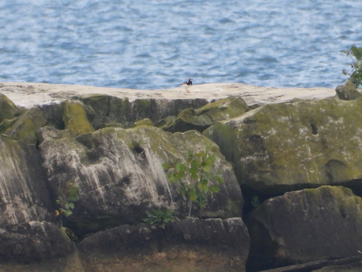 Ruddy Turnstone - ML622199774