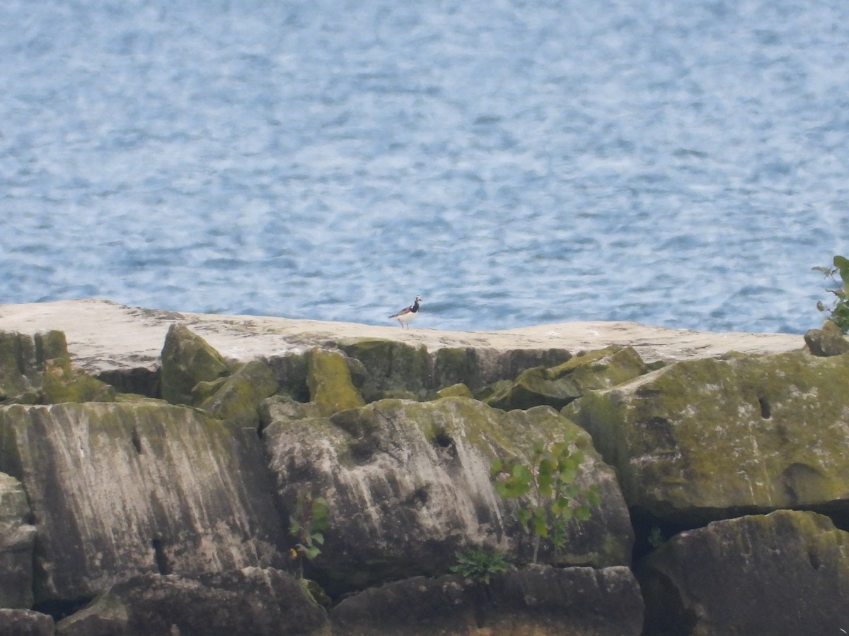 Ruddy Turnstone - ML622199775