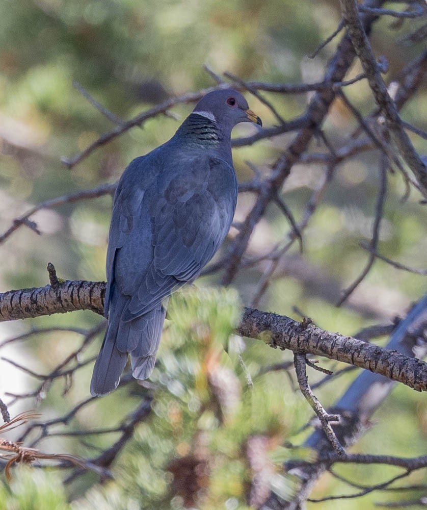 Band-tailed Pigeon - ML622199834