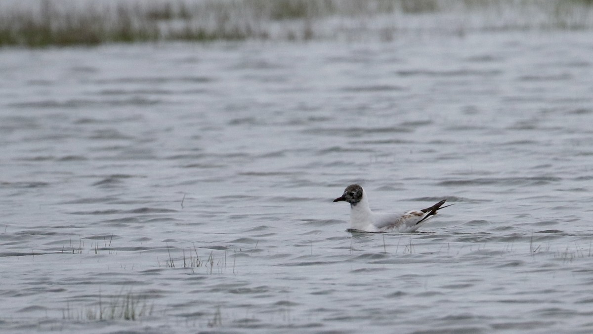 Black-headed Gull - ML62219991