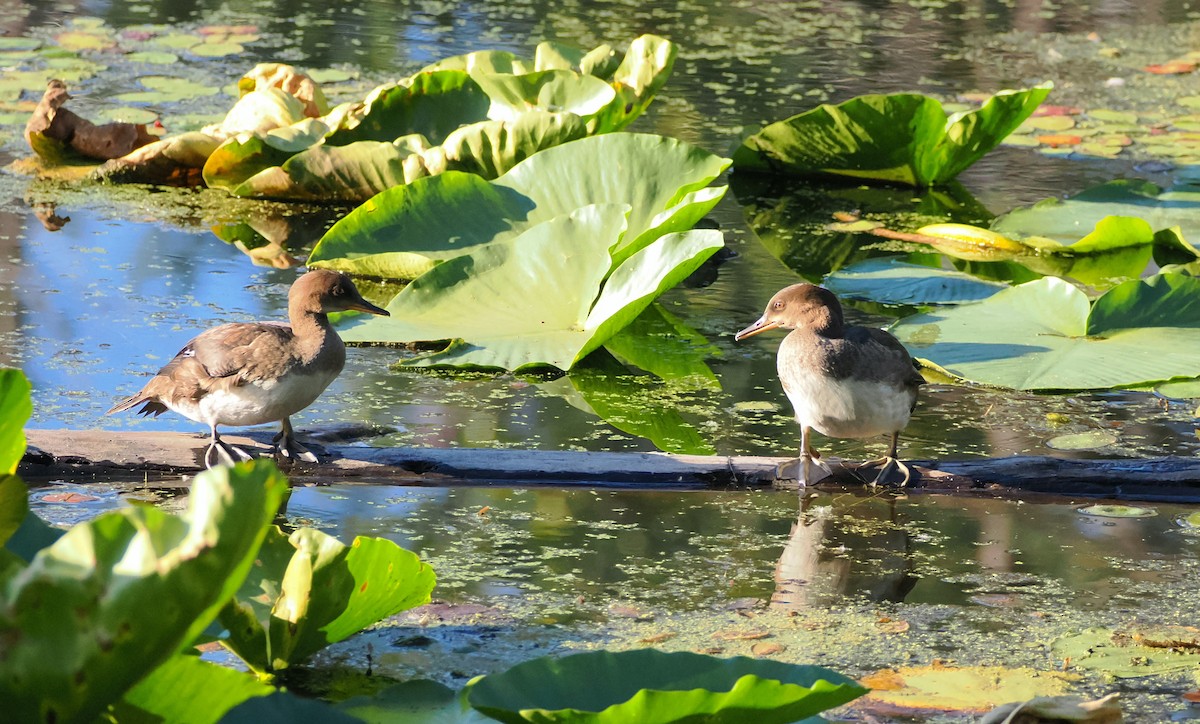 Hooded Merganser - Veronica Goidanich