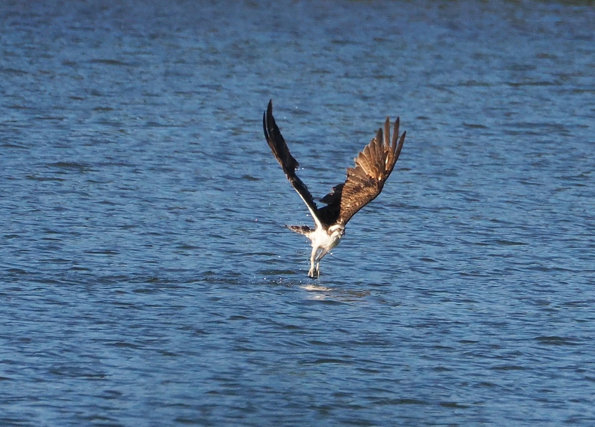 Osprey - Veronica Goidanich