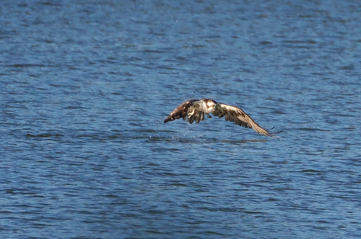 Osprey - Veronica Goidanich