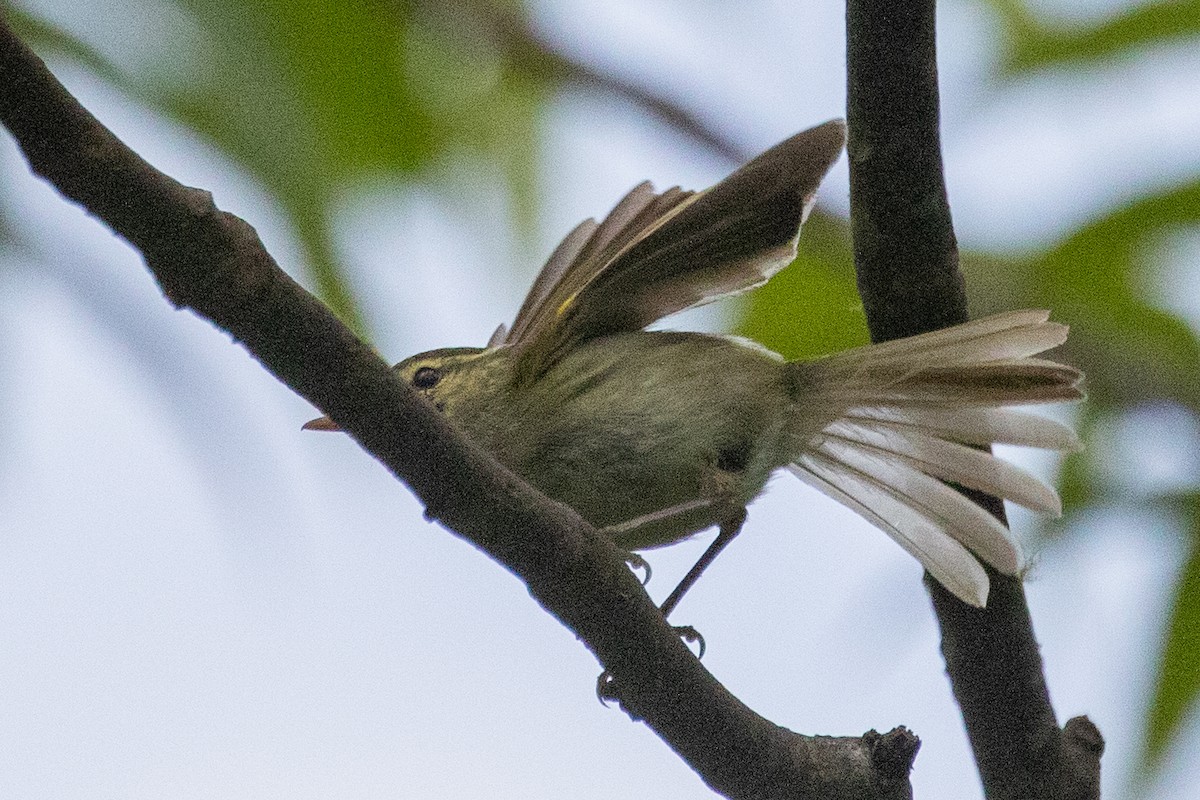 Davison's Leaf Warbler - ML622200038