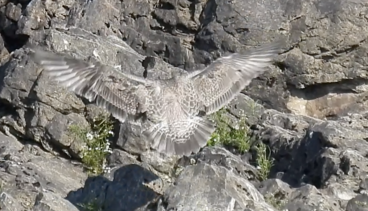American Herring Gull - Trish Berube
