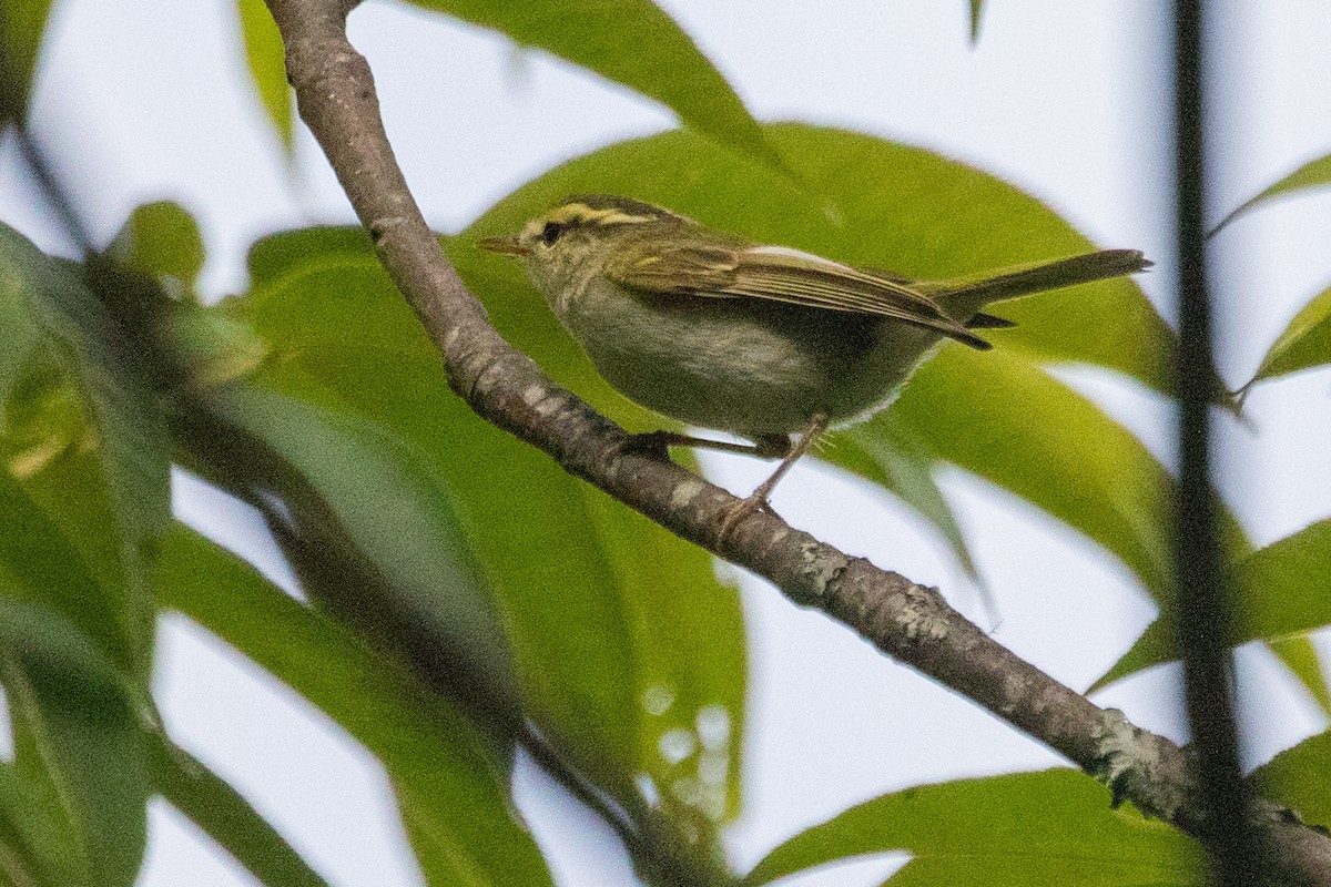 Davison's Leaf Warbler - ML622200041