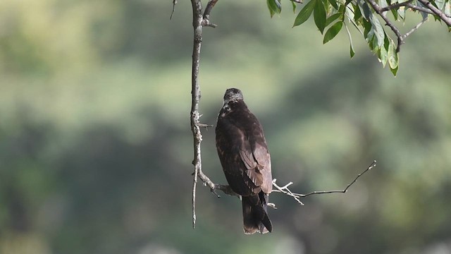Snail Kite - ML622200079