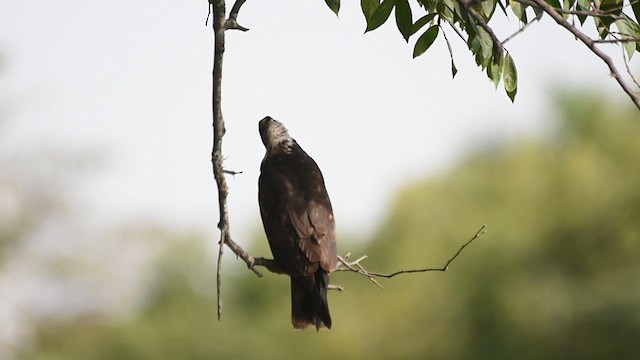 Snail Kite - ML622200082