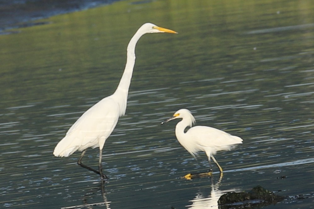 Snowy Egret - ML622200092