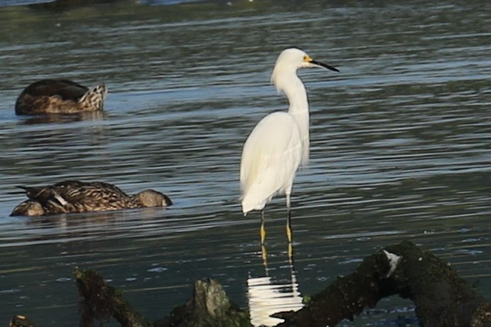 Snowy Egret - ML622200101