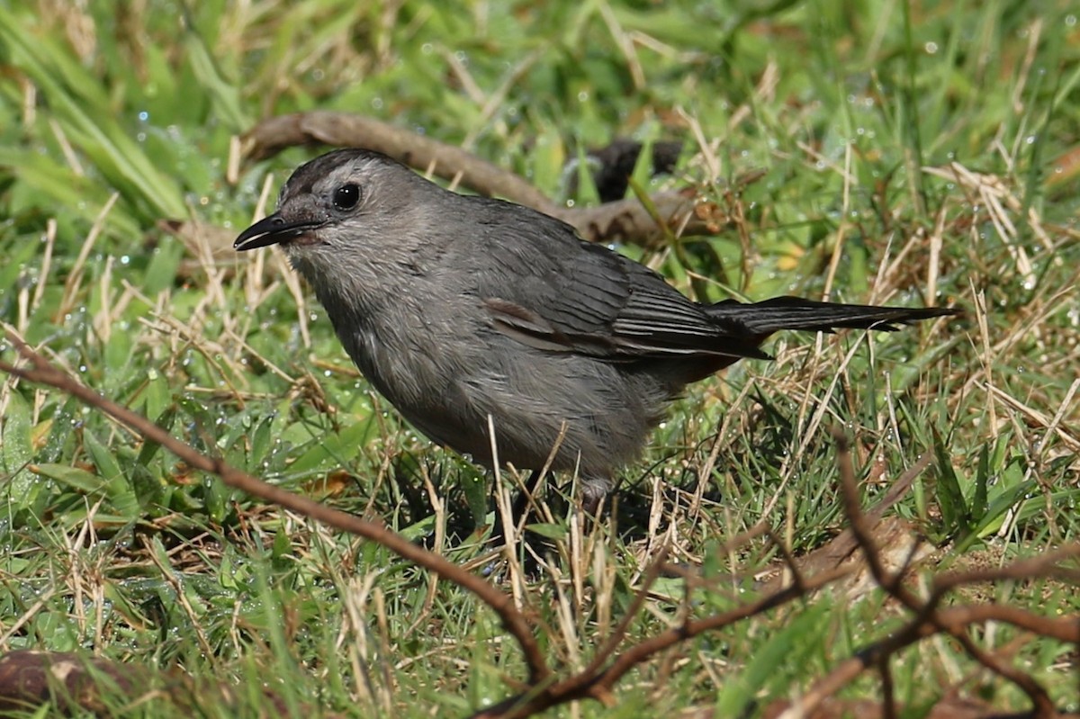 Pájaro Gato Gris - ML622200215