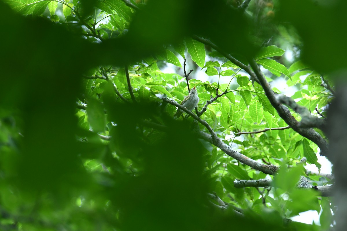 Sakhalin Leaf Warbler - ML622200259