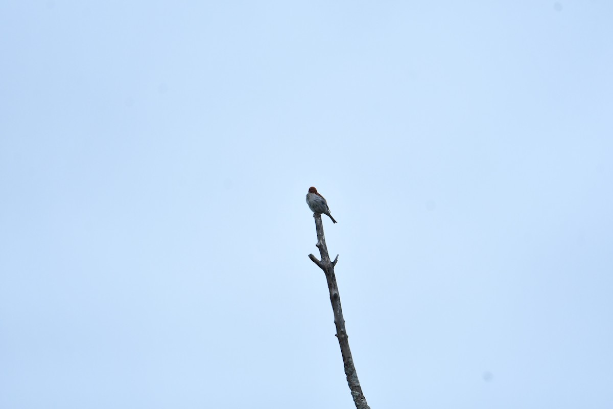 Russet Sparrow - ML622200266