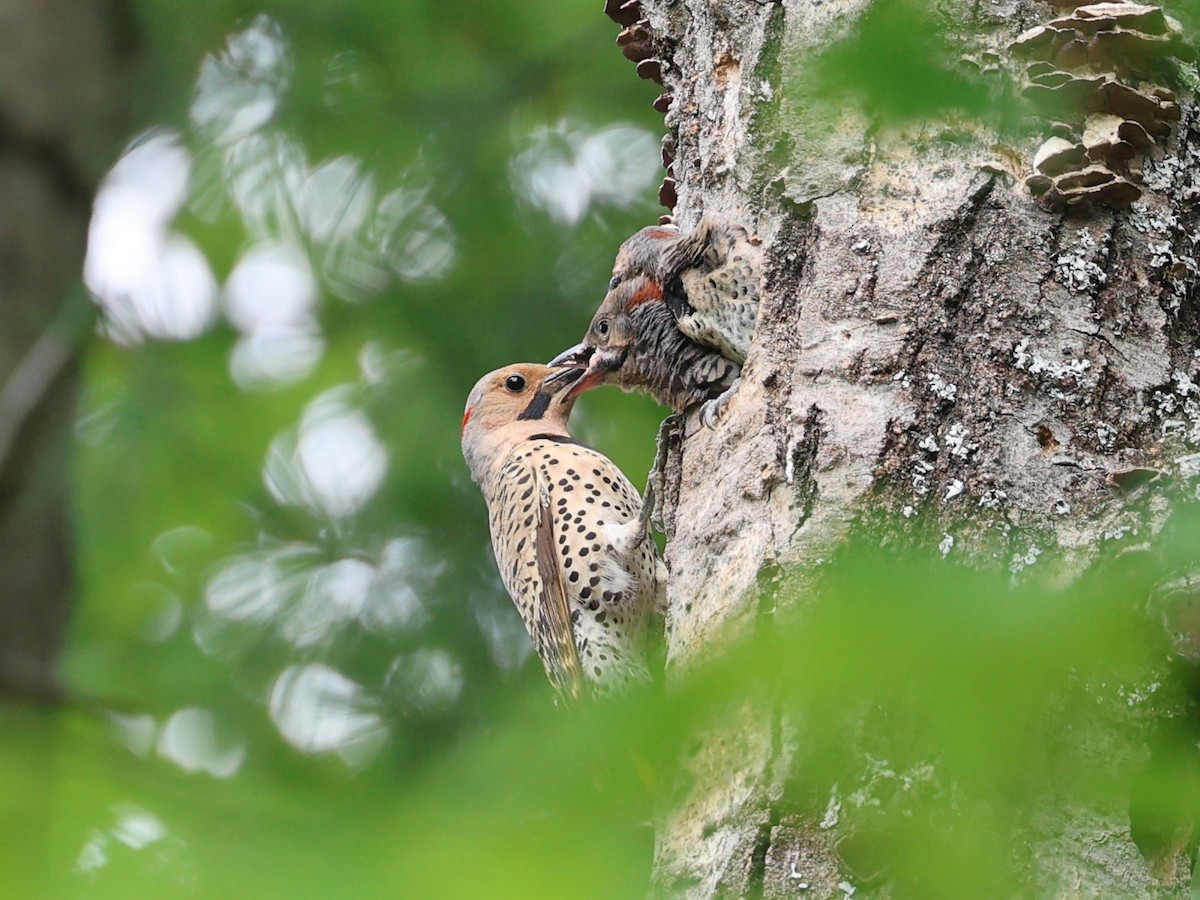 Northern Flicker - ML622200298