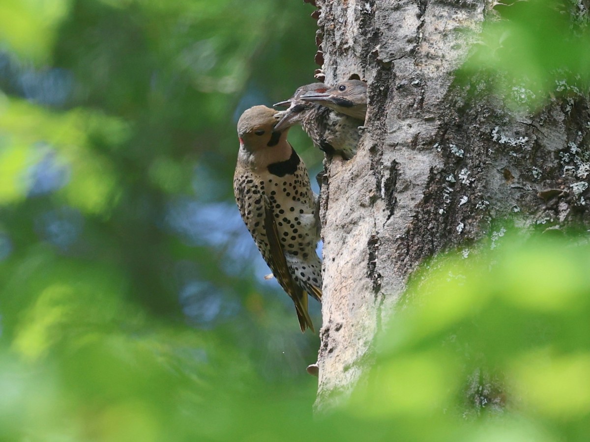 Northern Flicker - ML622200299