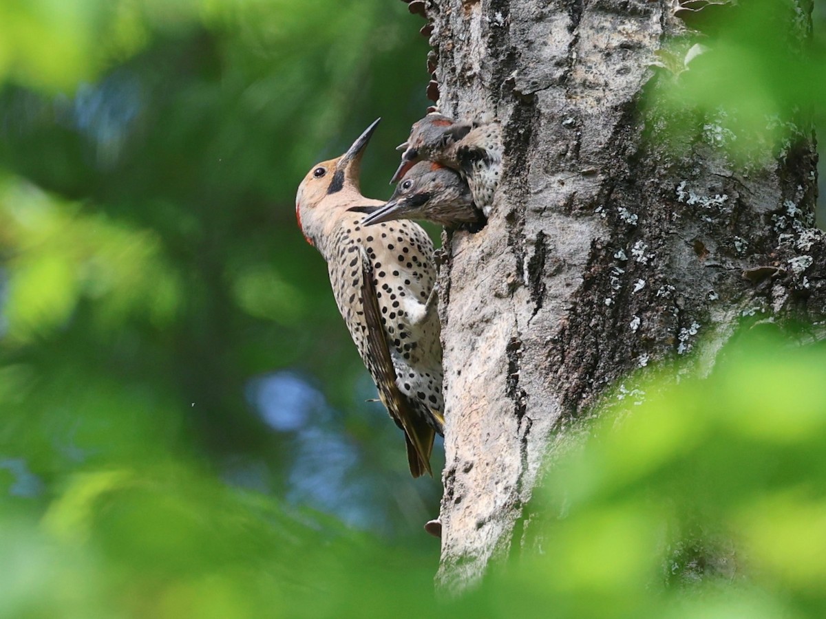 Northern Flicker - ML622200300