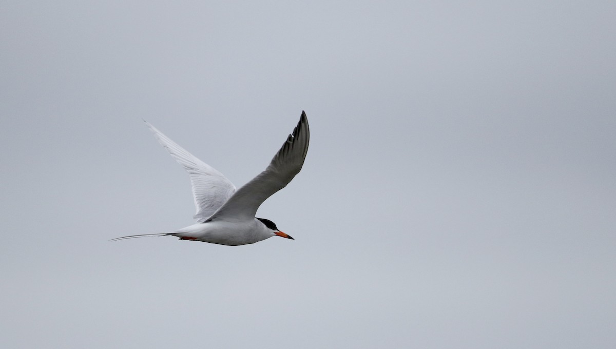 Forster's Tern - ML62220031