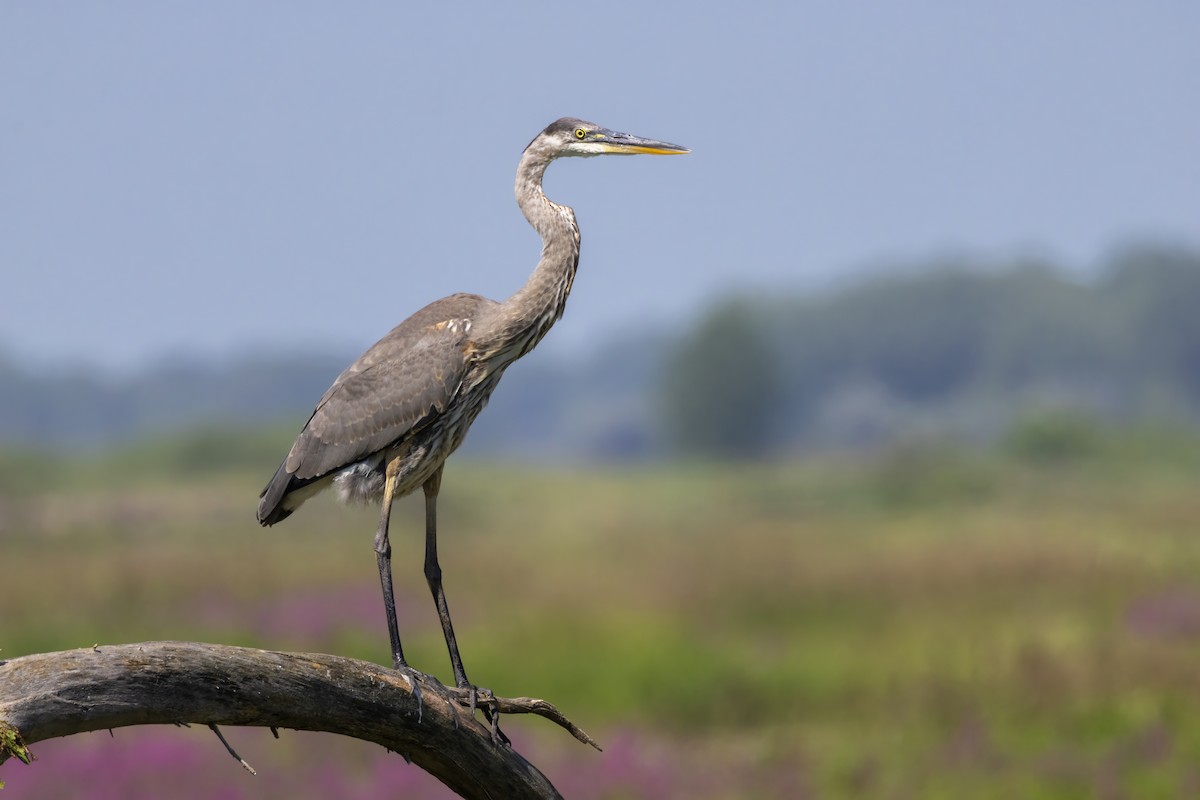 Great Blue Heron - ML622200385