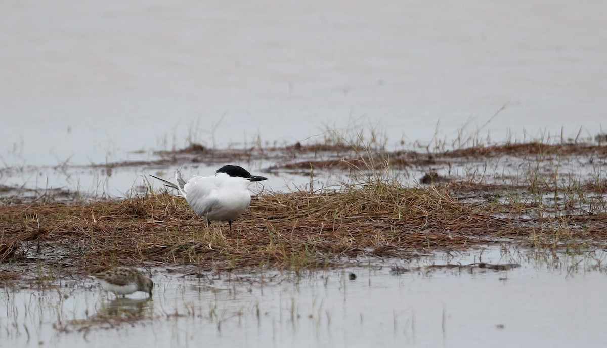 Gull-billed Tern - ML62220041