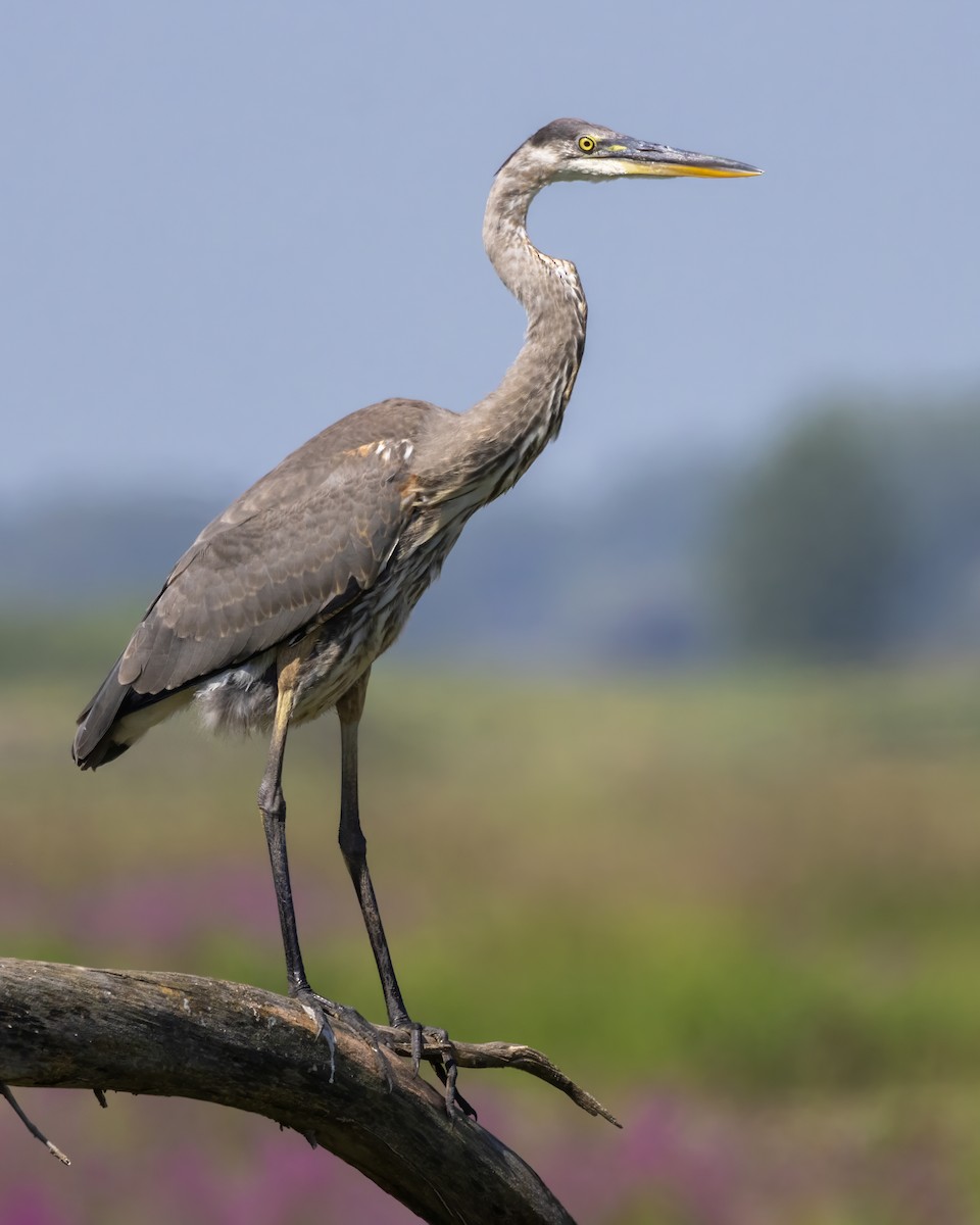 Great Blue Heron - ML622200513