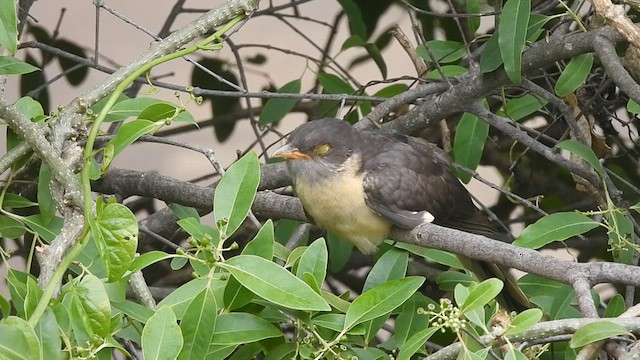 Pied Cuckoo - ML622200588