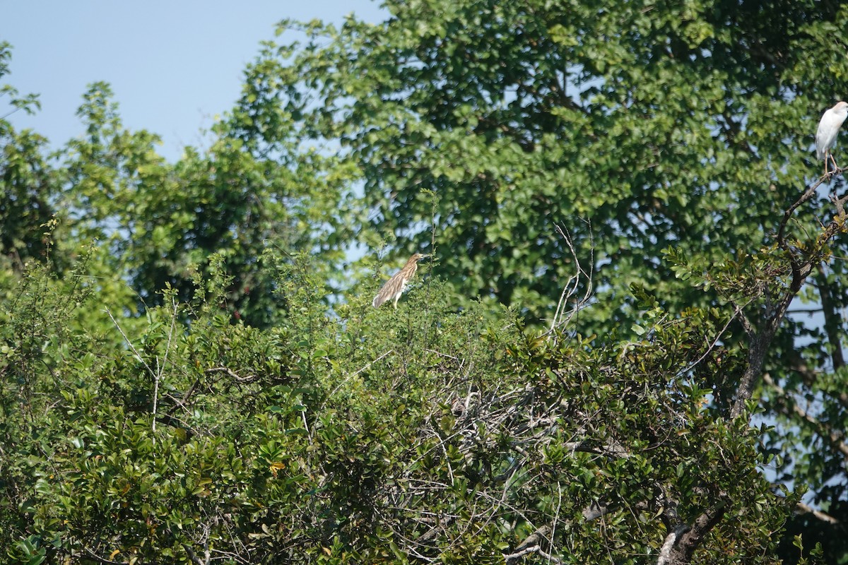 Dickschnabelreiher - ML622200608