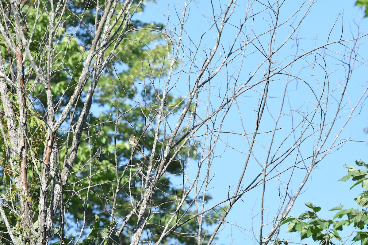 Great Crested Flycatcher - ML622200610